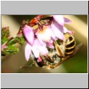 Halictus tumulorum - Furchenbiene w02c 6-7mm auf Heide - Sandgrube Niedringhaussee.jpg
